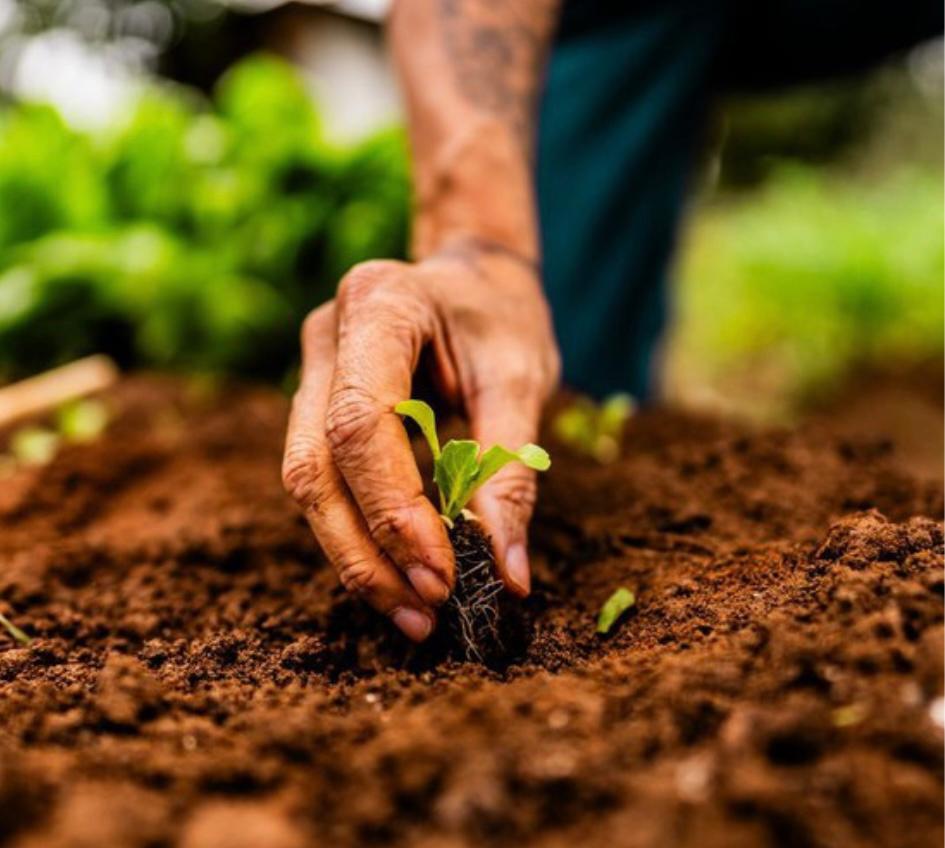 Agronegócio Sustentável: caminho para o desenvolvimento econômico e ambiental no Maranhão