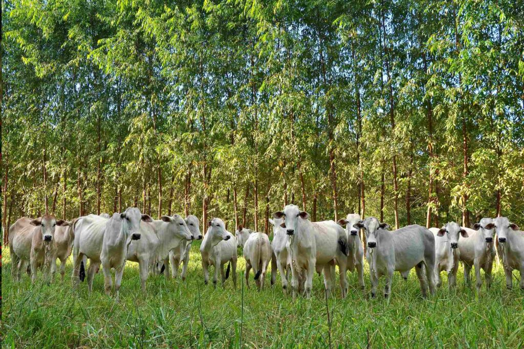 Tecnologias sustentáveis revolucionam a pecuária brasileira: ILP, ILPF e IPF ganham destaque no cenário nacional