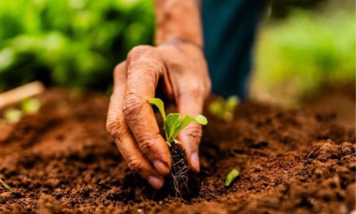 Agronegócio Sustentável caminho para o desenvolvimento econômico e ambiental no Maranhão