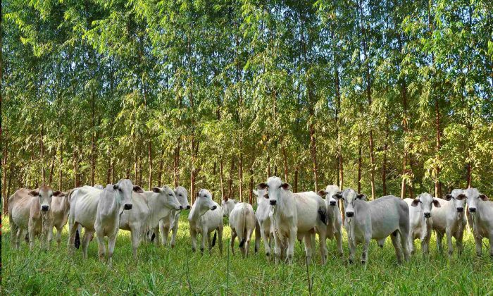 agro-bovinos-boi-ILPF-070721-Fabiano-Marques-Dourado-Bastos_Embrapa