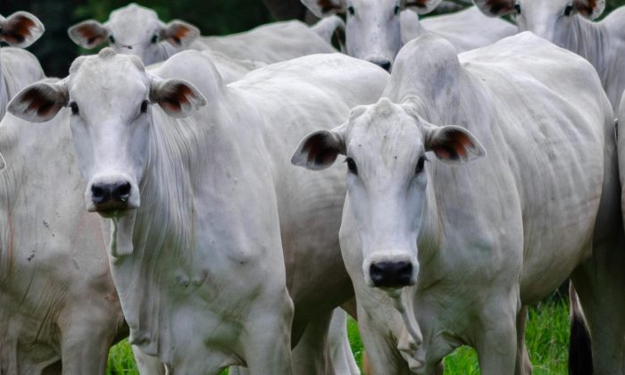 pexels-matheus-lara-1785960246-31026881